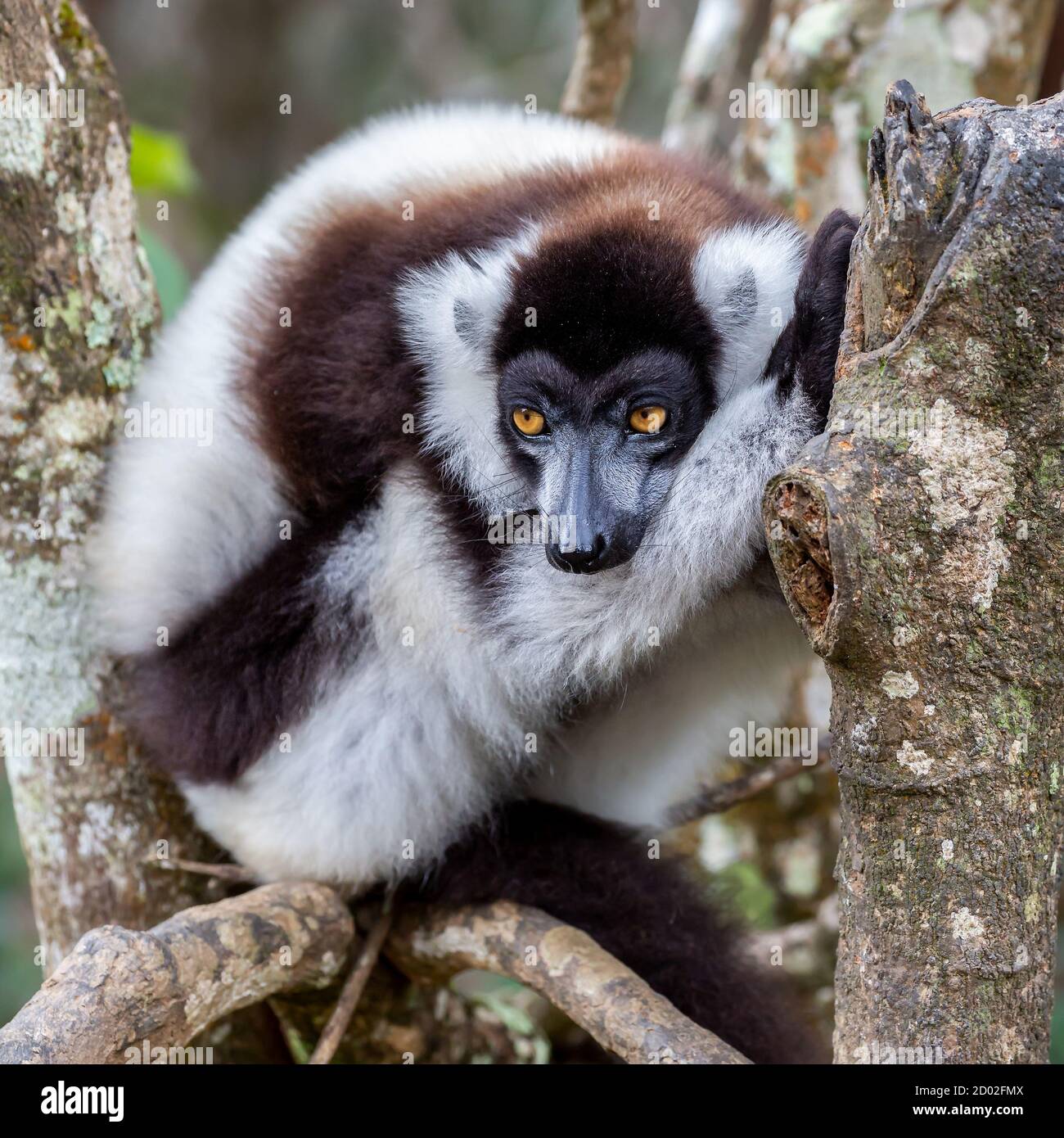 In bianco e nero lemure ruffed (Varecia variegata), Andasibe Riserva, Madagascar Foto Stock