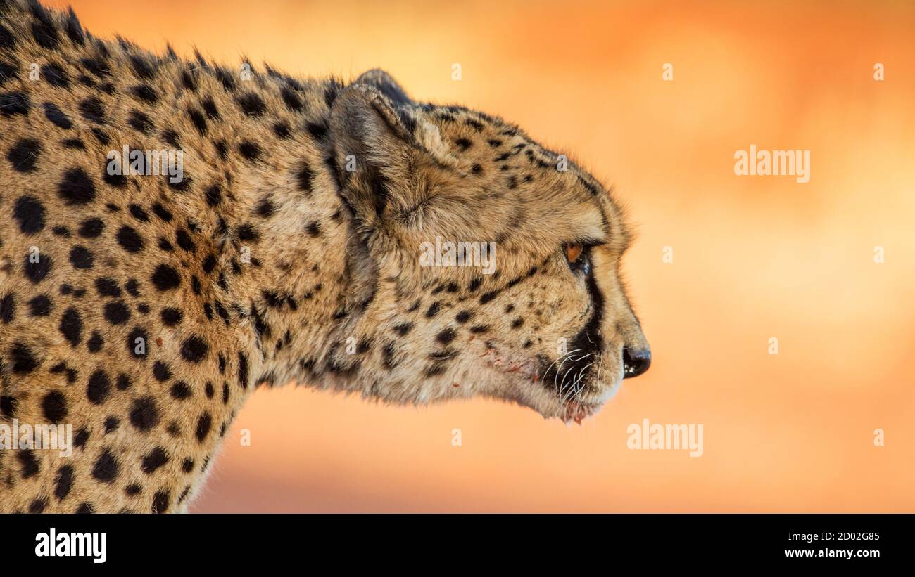 Ritratto di ghepardo (Acinonyx jubatus), il Parco Nazionale di Etosha, Namibia Foto Stock