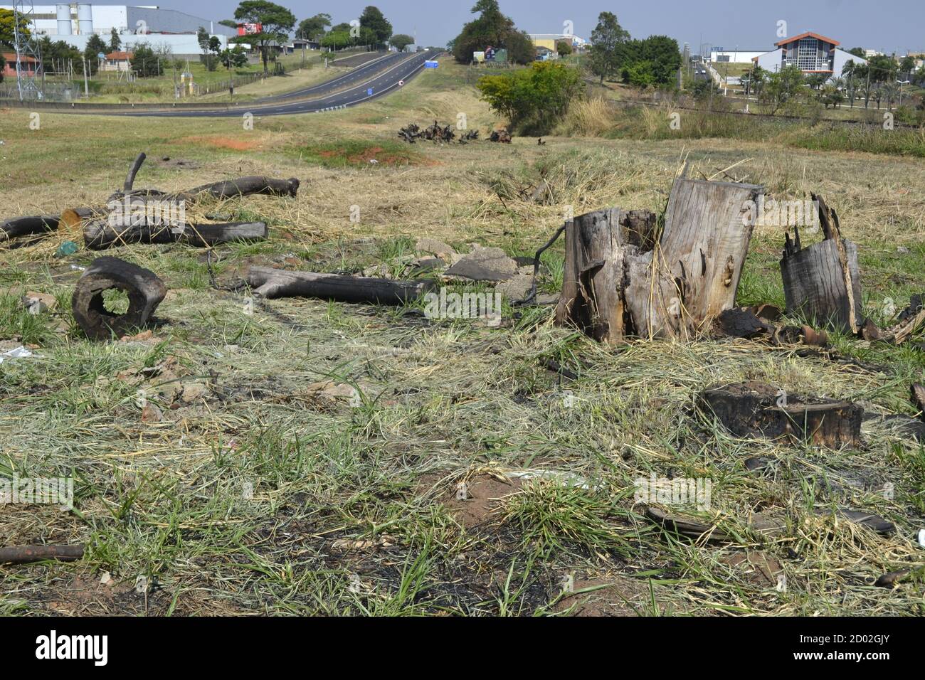 Tronchi di alberi bruciati accanto ad una strada in Brasile, con erba e vegetazione verde in foto panoramica, bruciato in un clima molto secco, Brasile, Sud America Foto Stock