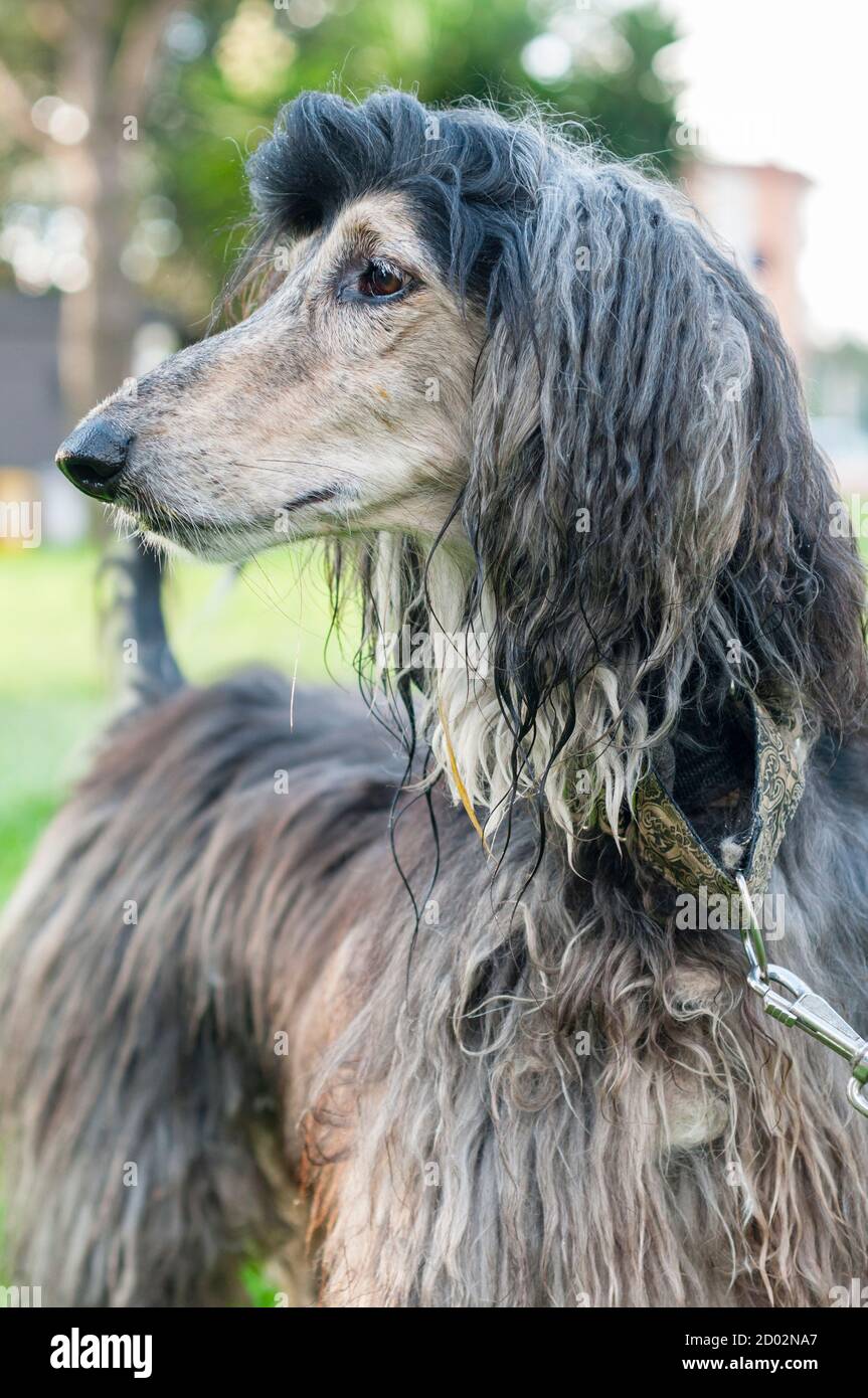 Afghano Hound, il cane si distingue per la sua spessa, fine, argentata cappotto Foto Stock