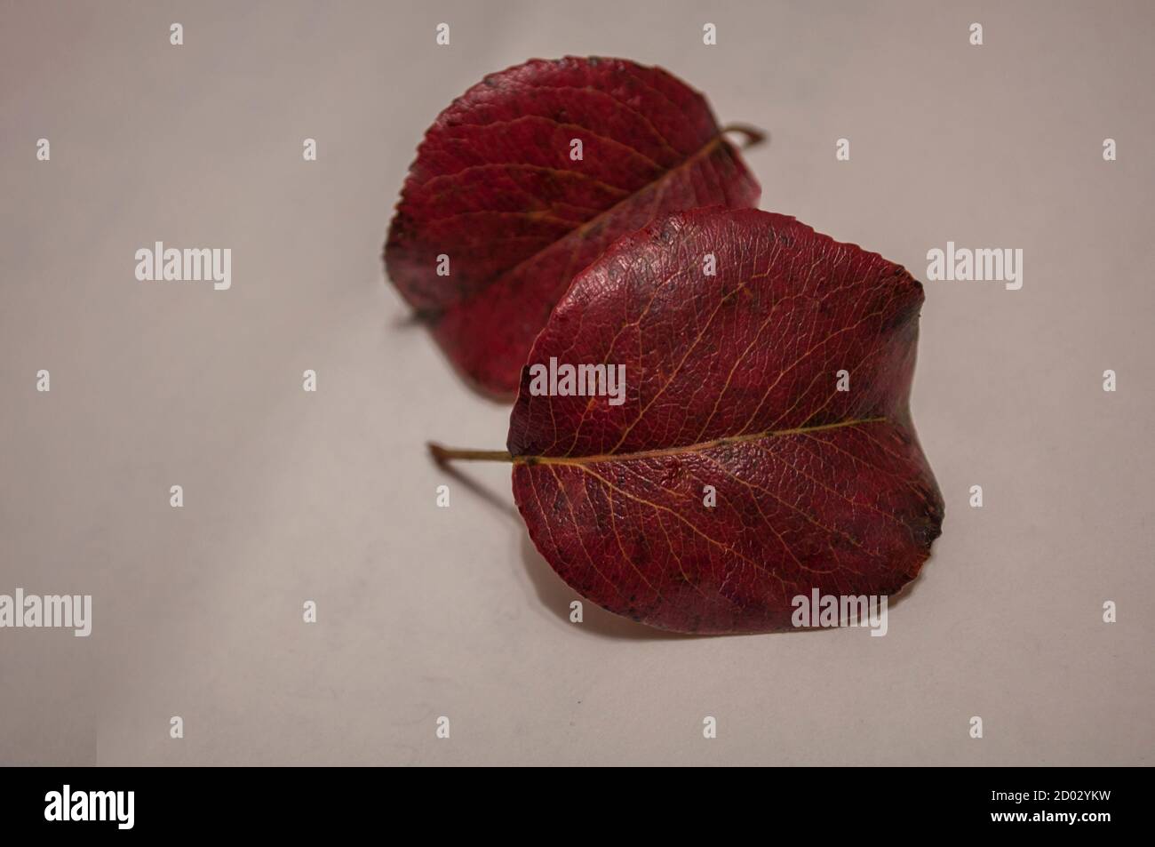 Foglia d'autunno di una pera selvatica su sfondo bianco, foglie rosse di una pera da vicino Foto Stock
