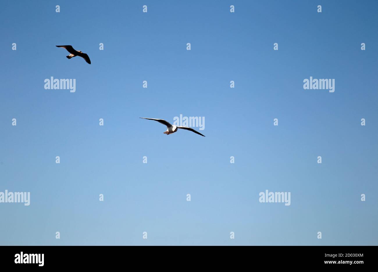 Gli uccelli marini catturano il vento e si librano nel cielo Foto Stock