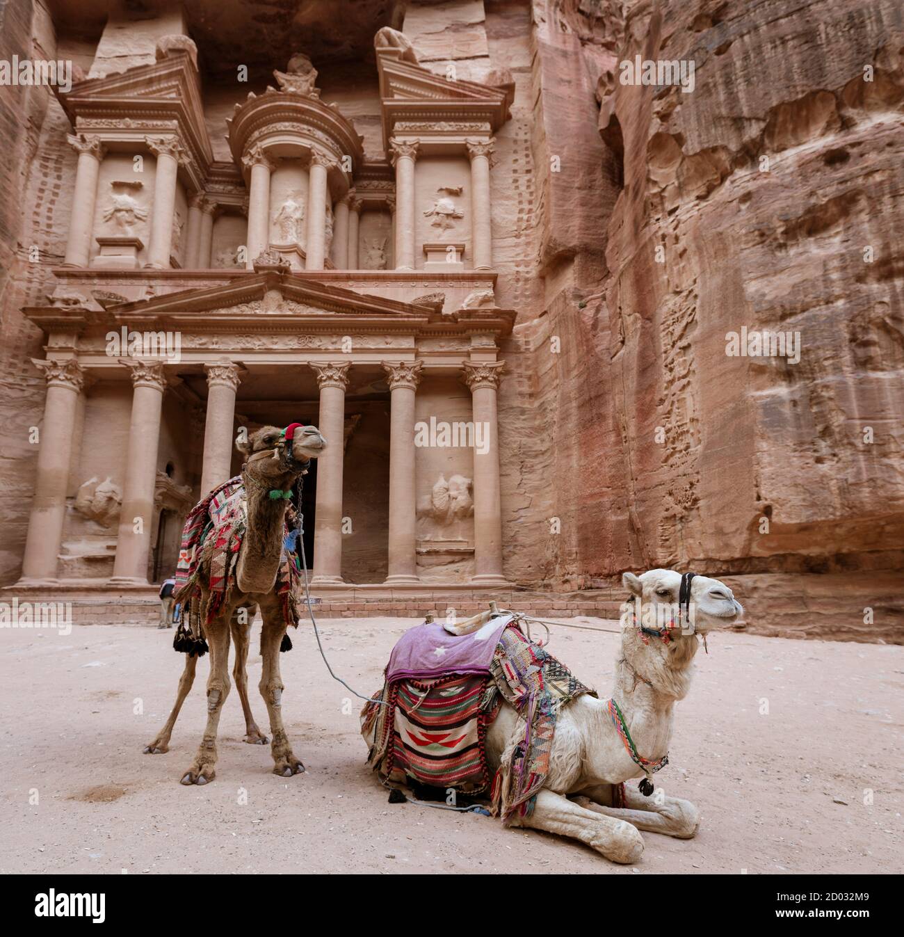 Cammelli presso il Tesoro di Petra resti in Giordania Foto Stock