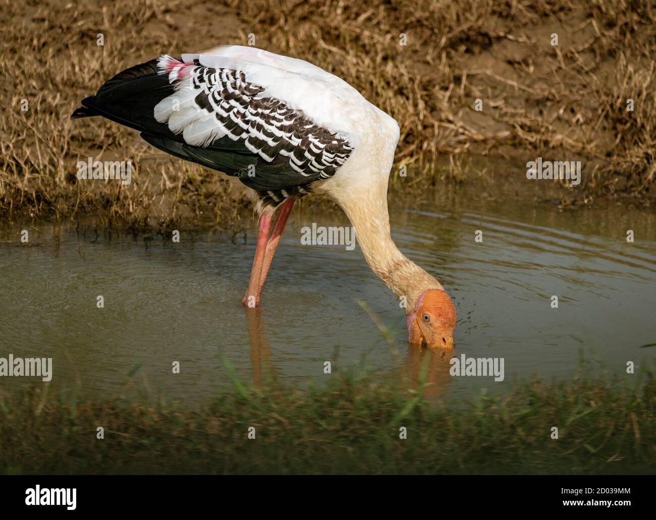 Wild White Ibis bastoni testa in acqua per la produzione di alimenti Foto Stock