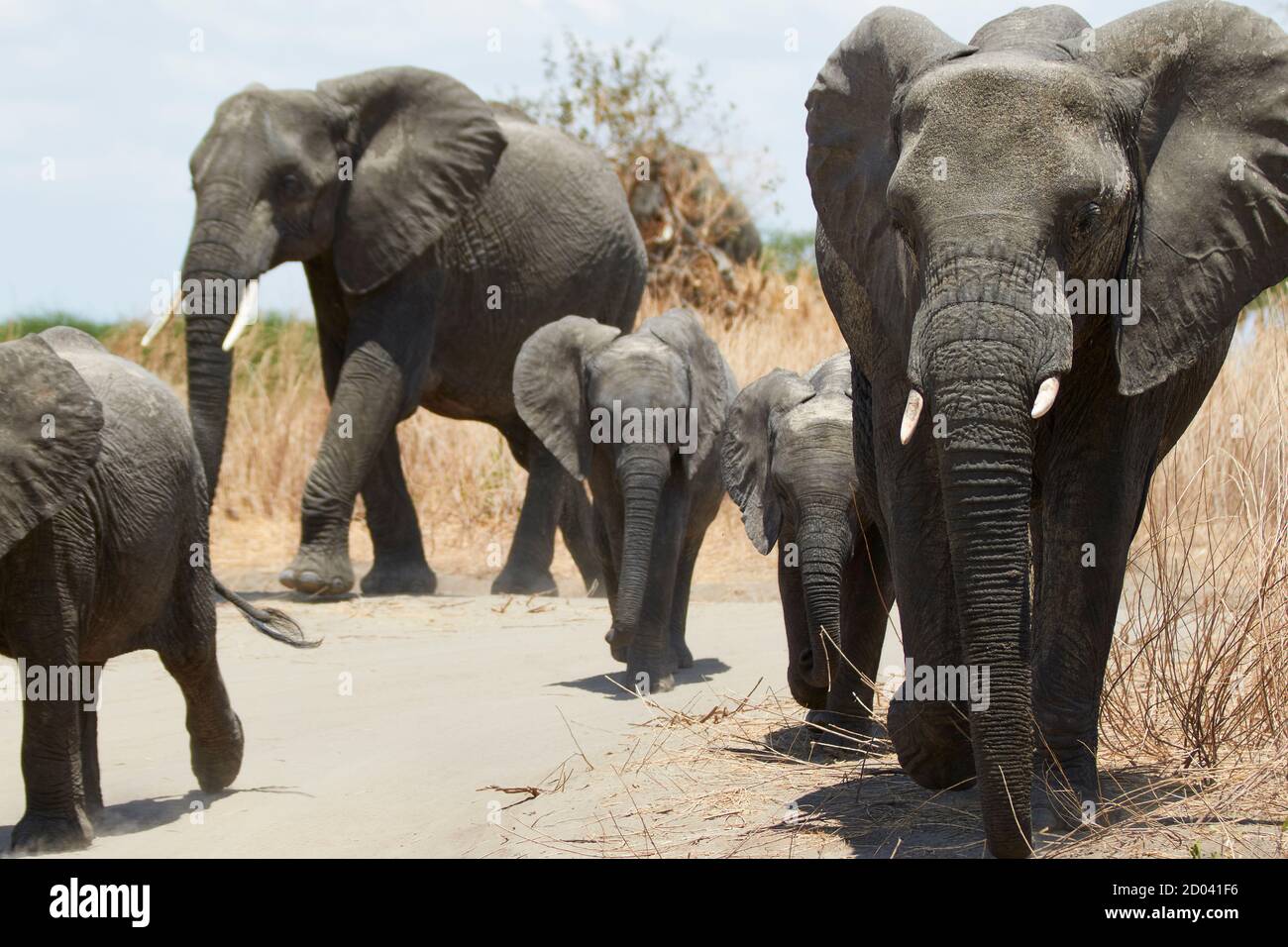 Un gruppo familiare di elefanti che camminano insieme nel Parco Nazionale del Tarangire, Tanzania, Africa. Foto Stock