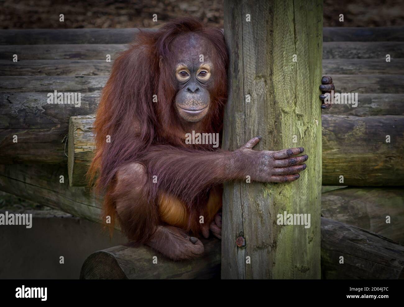 Il giovane Orangutan stringe un palo allo zoo di Dudley Foto Stock