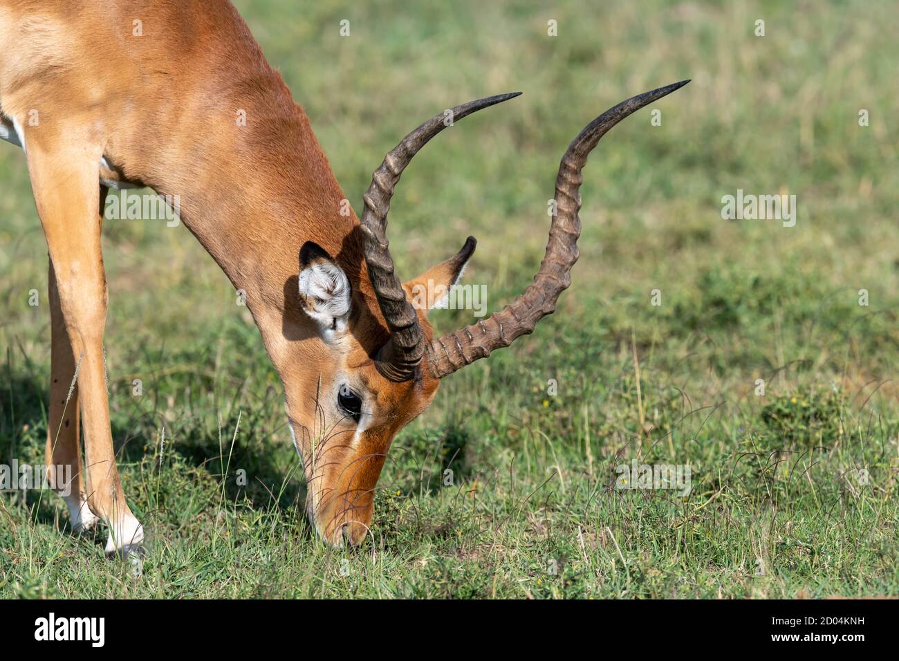 Impala maschile (Aepyceros melampus) in Kenya, Africa Foto Stock