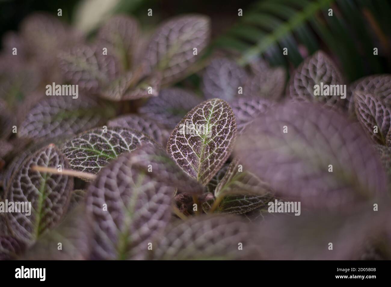 Episcia pianta Africana Violet foglie variegate Foto Stock