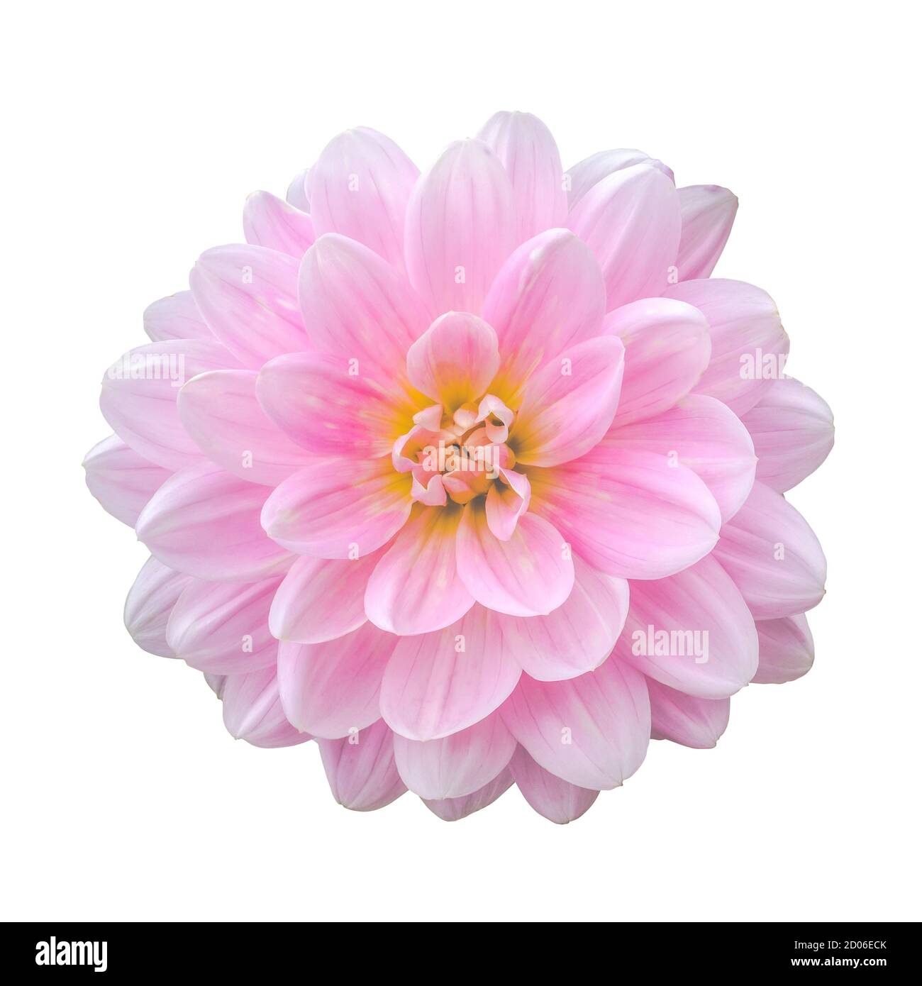 Bellissimo isolato perfetto Pink Dahlia Fiore su uno sfondo bianco Foto Stock