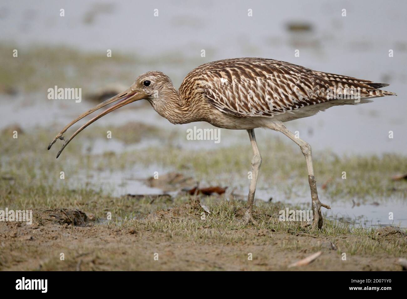 Curlew eurasiatico (Numenius arquata), vista laterale con preda, mai po mudflats, N.T. Hong Kong, Cina 14th settembre 2013 Foto Stock