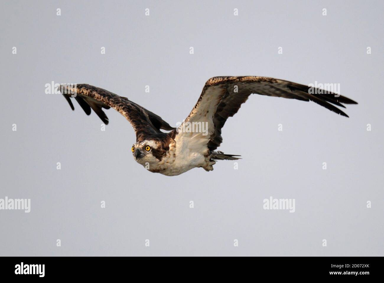 Osprey Occidentale (Pandion haliaetus), mai po, nuovi territori, Hong Kong 10 dicembre 2012 Foto Stock