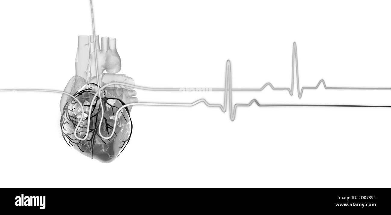 illustrazione 3d di un cuore umano con una traccia del ciclo cardiaco. Foto Stock
