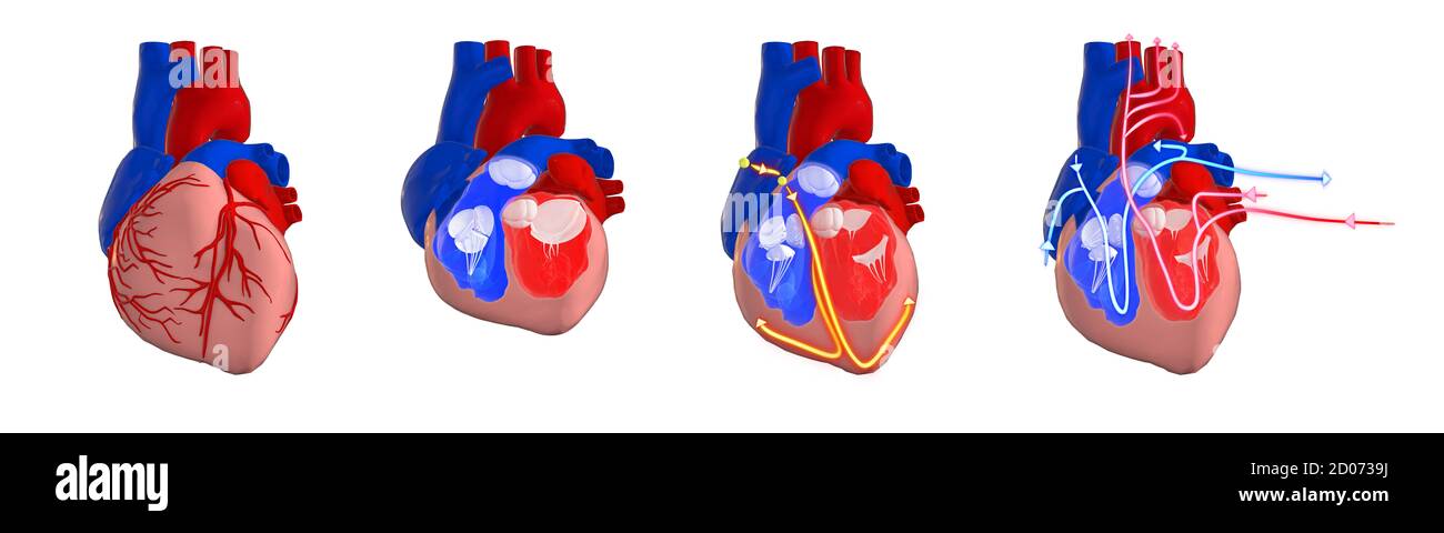 Sistema circolatorio ed elettrico a cuore umano, illustrazione 3d. Sezione trasversale del cuore che mostra i ventricoli e le valvole, e l'elettrico (cond Foto Stock