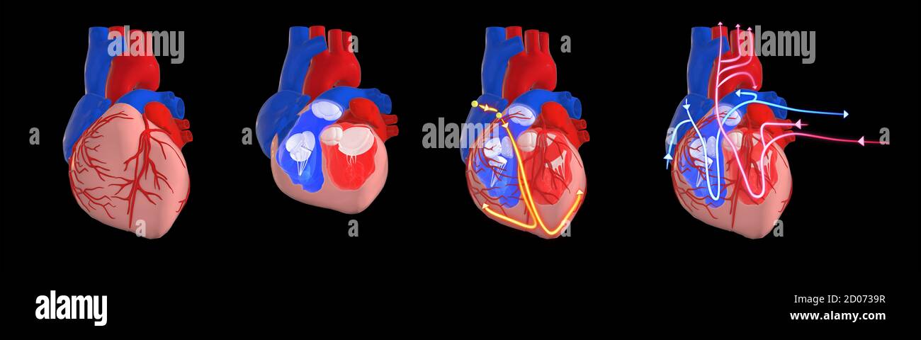 Sistema circolatorio ed elettrico a cuore umano, illustrazione 3d. Sezione trasversale del cuore che mostra i ventricoli e le valvole, e l'elettrico (cond Foto Stock
