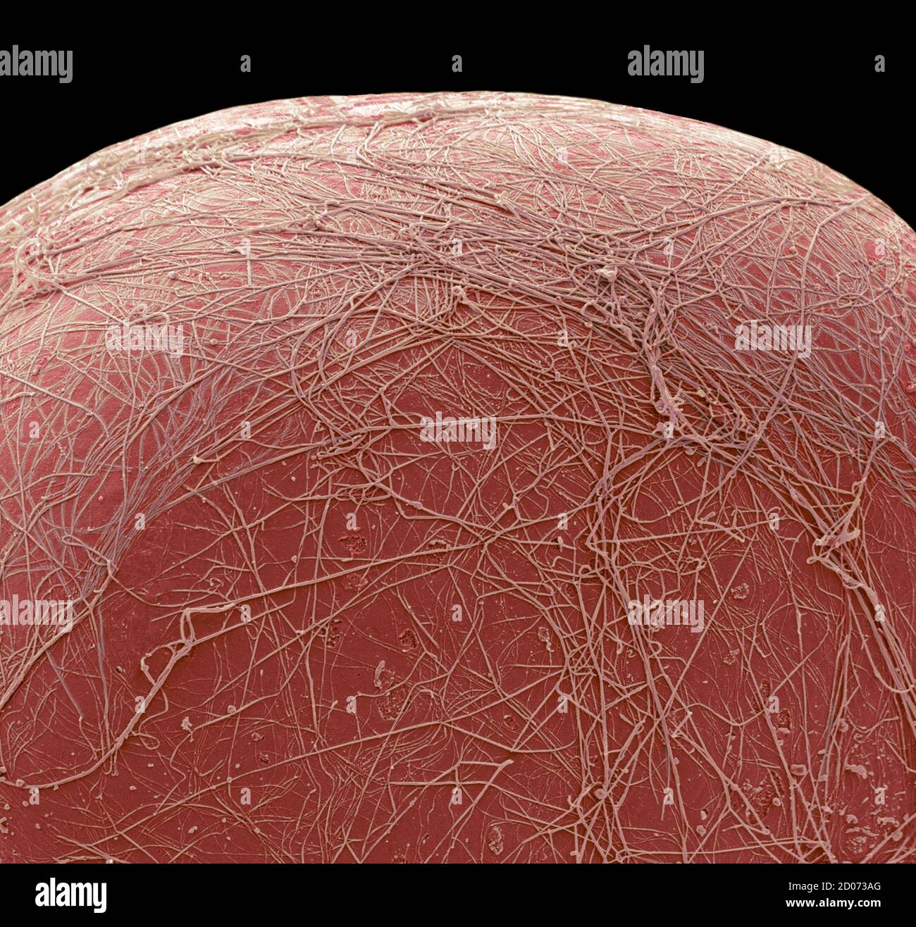 Cella grassa. Micrografia elettronica a scansione colorata (SEM) di una parte di una cellula che immagazzina il grasso (adipociti). Le cellule grasse sono uno dei tipi cellulari più grandi nella h Foto Stock