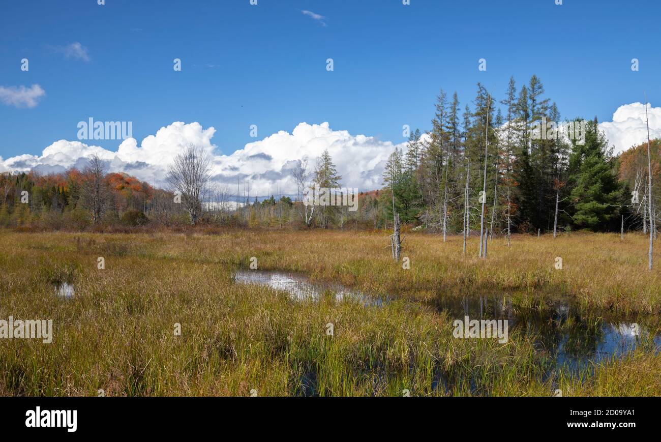 Un flusso sottile che scorre attraverso un campo verde sotto il blu cielo Foto Stock