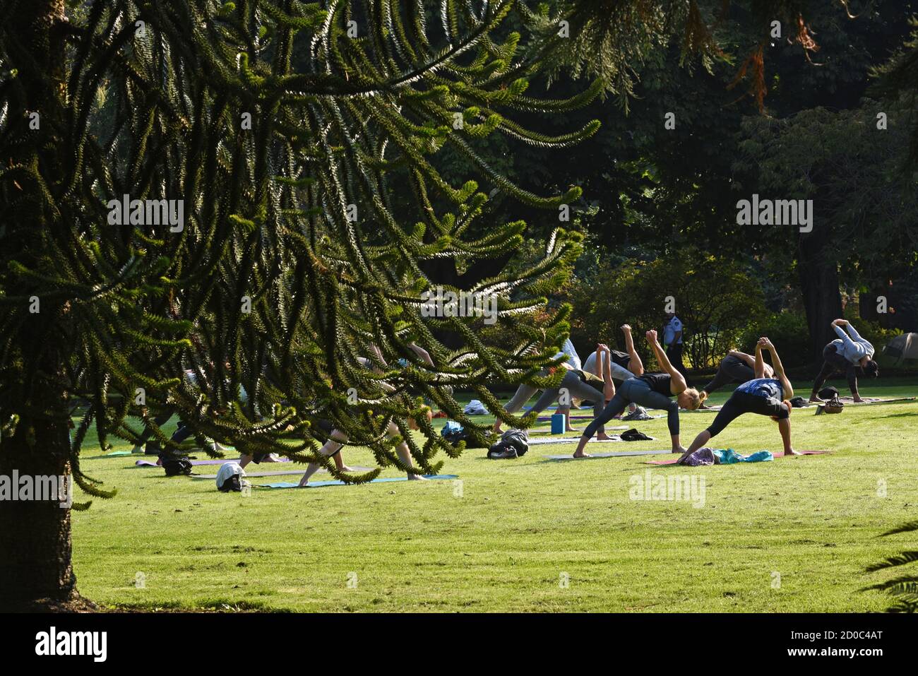 Una lezione di esercizio all'aperto si svolge dietro un albero di puzzle scimmia nel Beacon Hill Park a Victoria, British Columbia, Canada sull'isola di Vancouver. Foto Stock