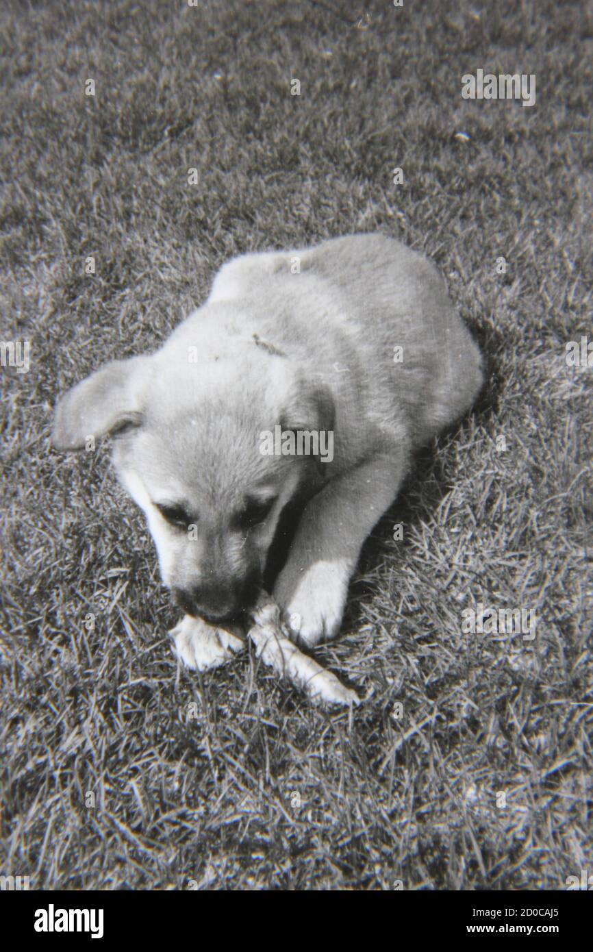 Fine 1970 vintage fotografia in bianco e nero di cane cucciolo acuto masticare su un osso nel cortile. Foto Stock