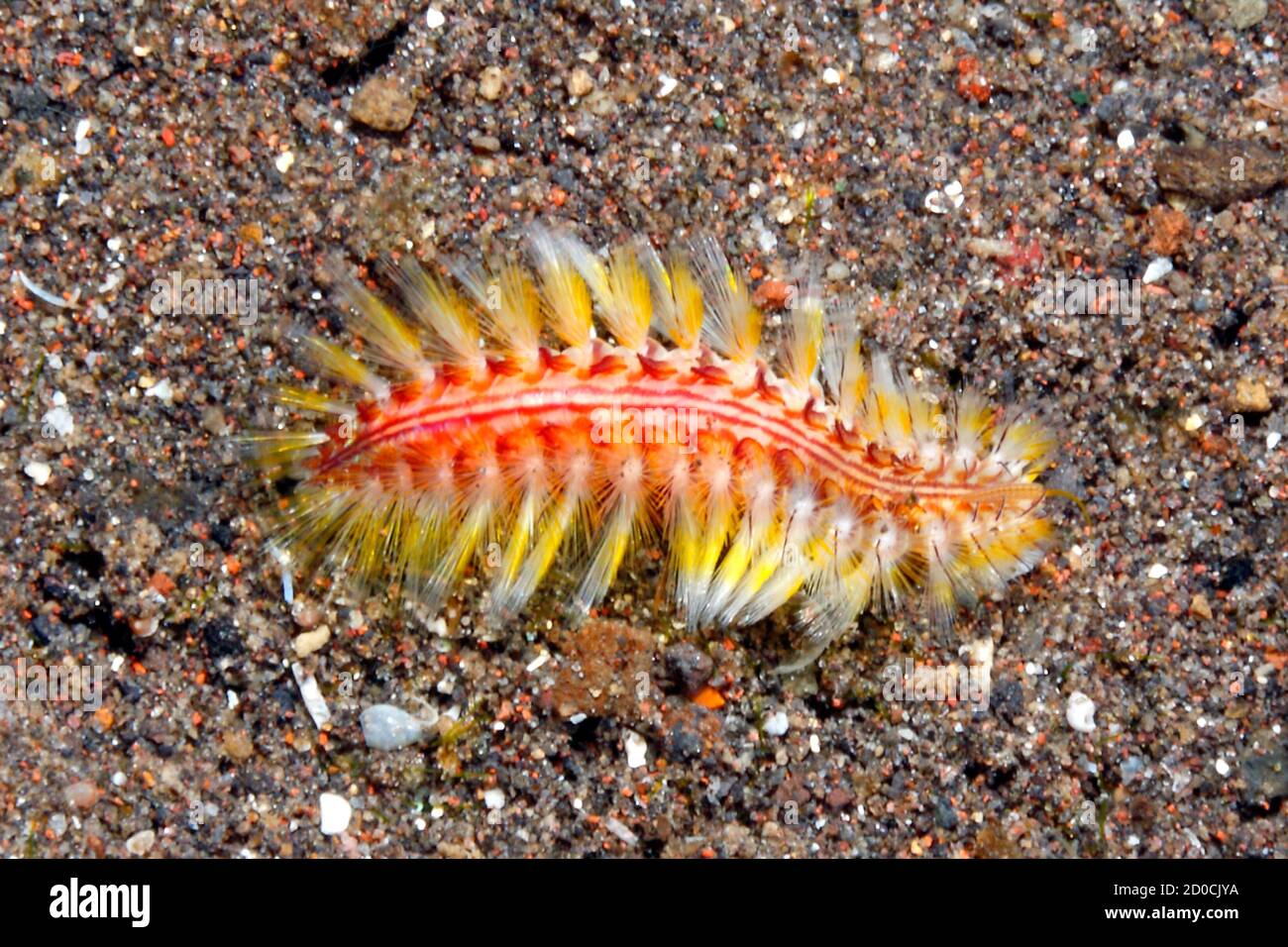 Setole Darklined Worm o Fireworm, Chloeia fusca.Tulamben, Bali, Indonesia. Mare di Bali, Oceano Indiano Foto Stock