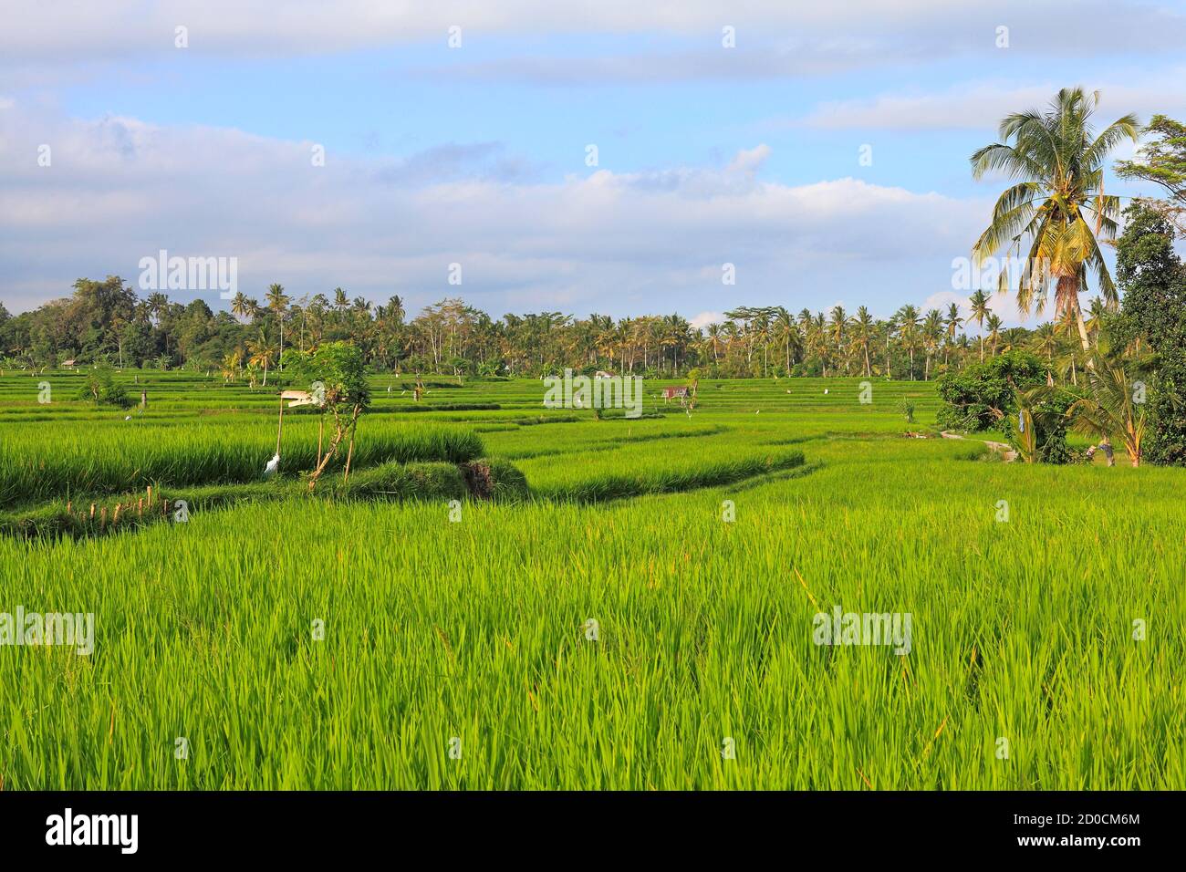 Risaie verdi terrazzate. Pejeng, vicino a Ubud, Bali, Indonesia Foto Stock