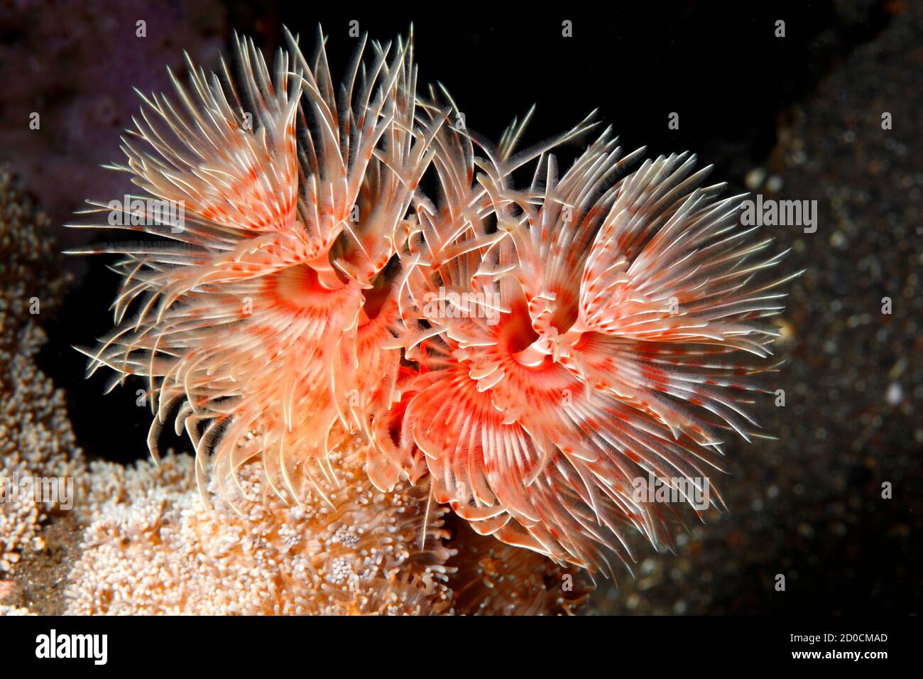 Tubo magnifico Worm, Protula bispiralis, precedentemente Protula magnifica.Tulamben, Bali, Indonesia. Mare di Bali, Oceano Indiano Foto Stock