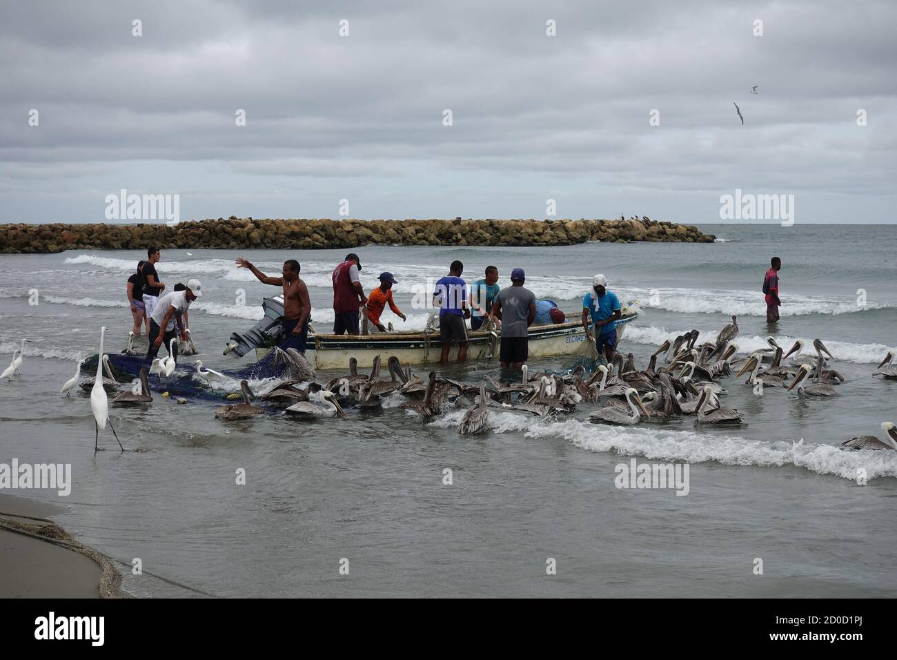Cartagena, Bolívar/Colombia; 09/30/2020: Pescatore che porta le reti nella spiaggia di Bocagrande. Uomini che lavorano nella pesca artigianale seguiti dal pellicano 2020 Foto Stock