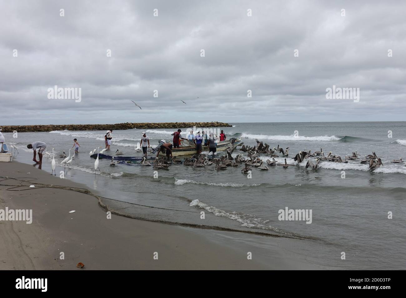 Cartagena, Bolívar/Colombia; 09/30/2020: Pescatore che porta le reti nella spiaggia di Bocagrande. Uomini che lavorano nella pesca artigianale seguiti dal pellicano 2020 Foto Stock
