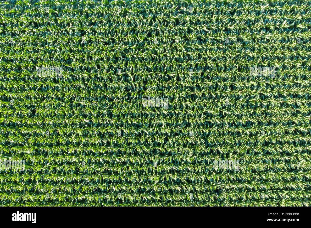 Campo di mais grano sfondo drone vista aerea foto copyspace Foto Stock