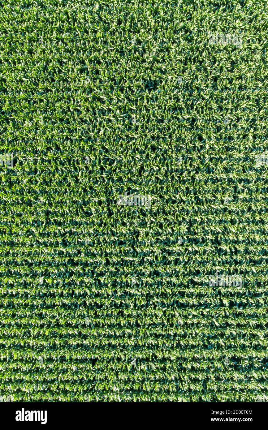 Granoturco campo grano sfondo drone vista aerea foto formato ritratto spazio di copia Foto Stock