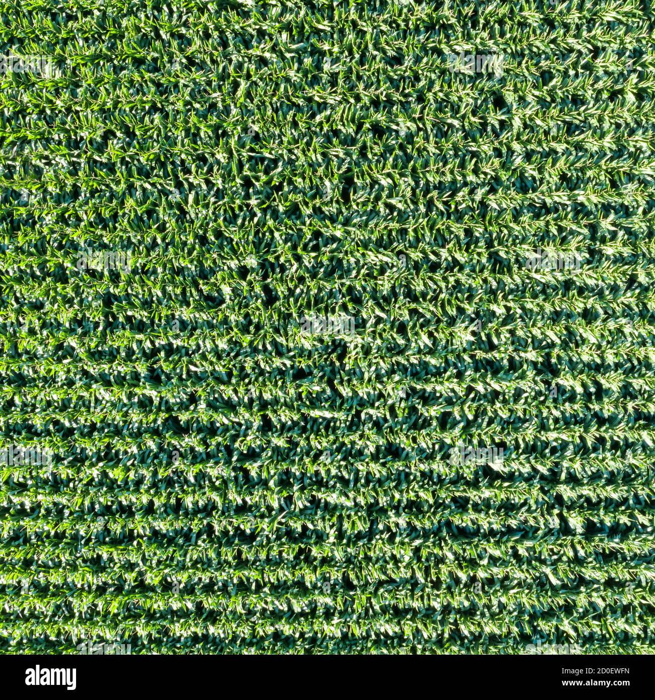 Copia quadrata della foto dell'antenna vista drone di sfondo del campo di mais spazio Foto Stock