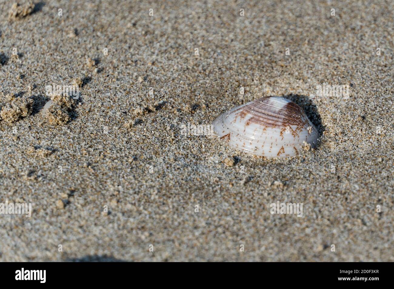 Conchiglie sulla spiaggia di sabbia al sole del mattino con copia spazio (fuoco selettivo) Foto Stock
