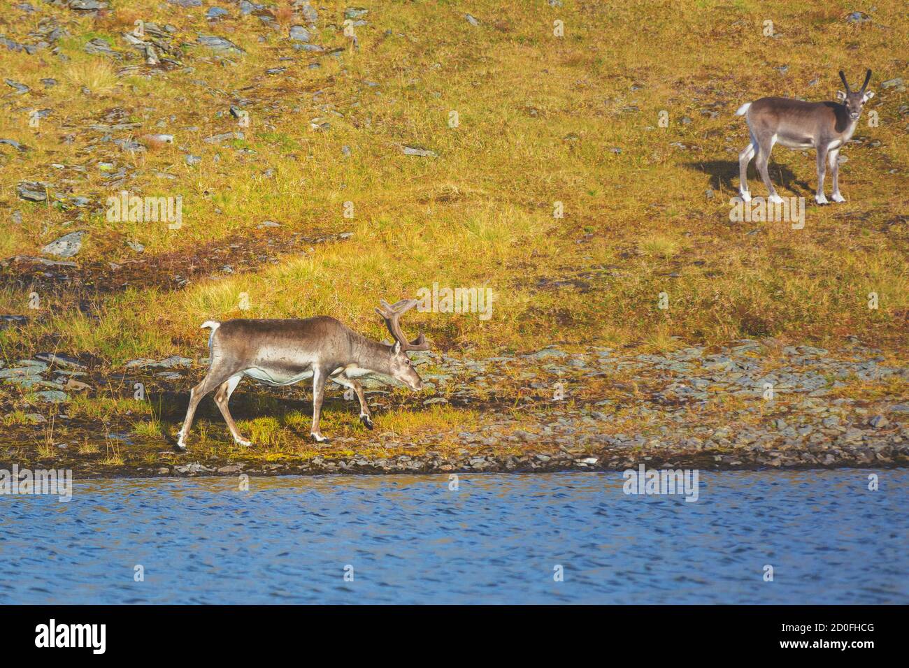 Due cervi camminano sul lungolago in Lapponia. Renne nella Norvegia settentrionale Foto Stock