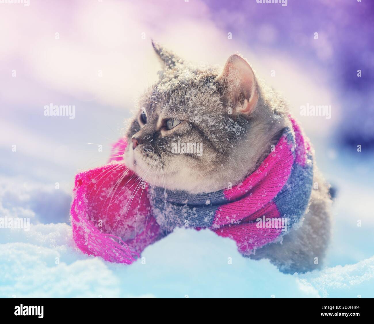 Gatto siamese che indossa una sciarpa a maglia seduta nella neve Foto Stock