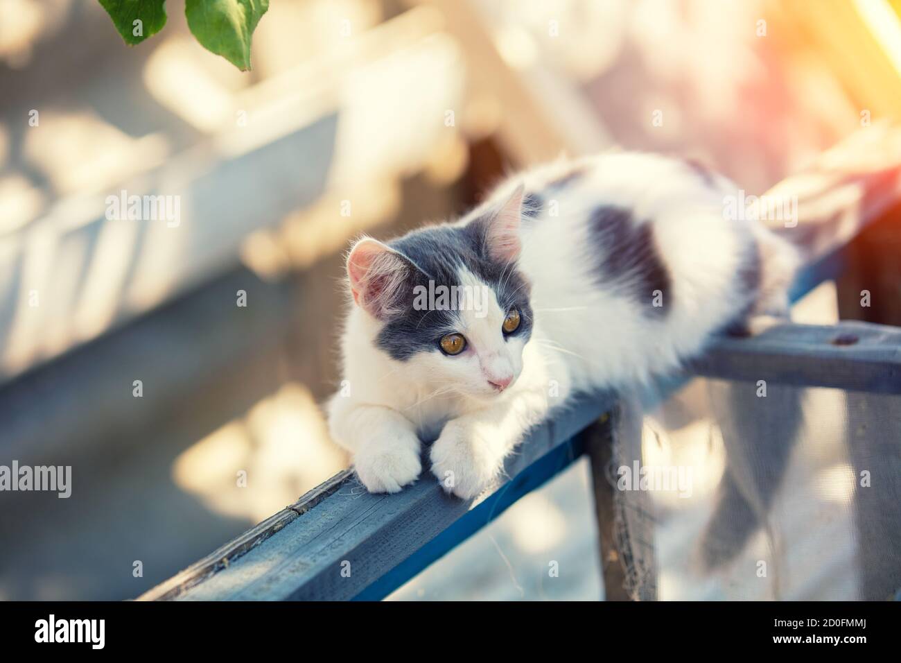 Ritratto di un piccolo gattino bianco grigio all'aperto. Gatto divertente che giace nel cortile in estate Foto Stock