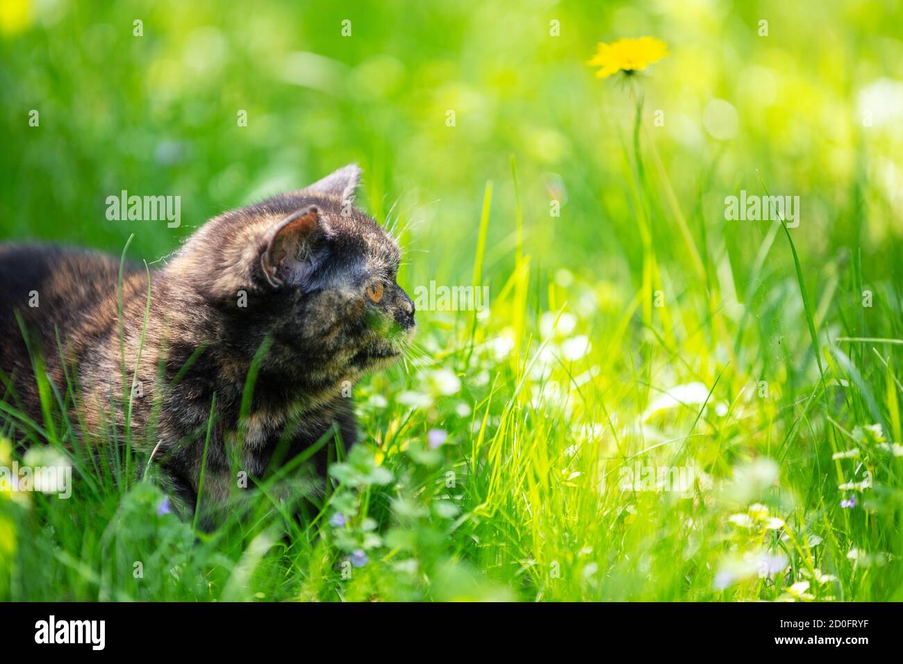 Divertente gattino tortoiseshell giace sull'erba nel giardino primaverile Foto Stock