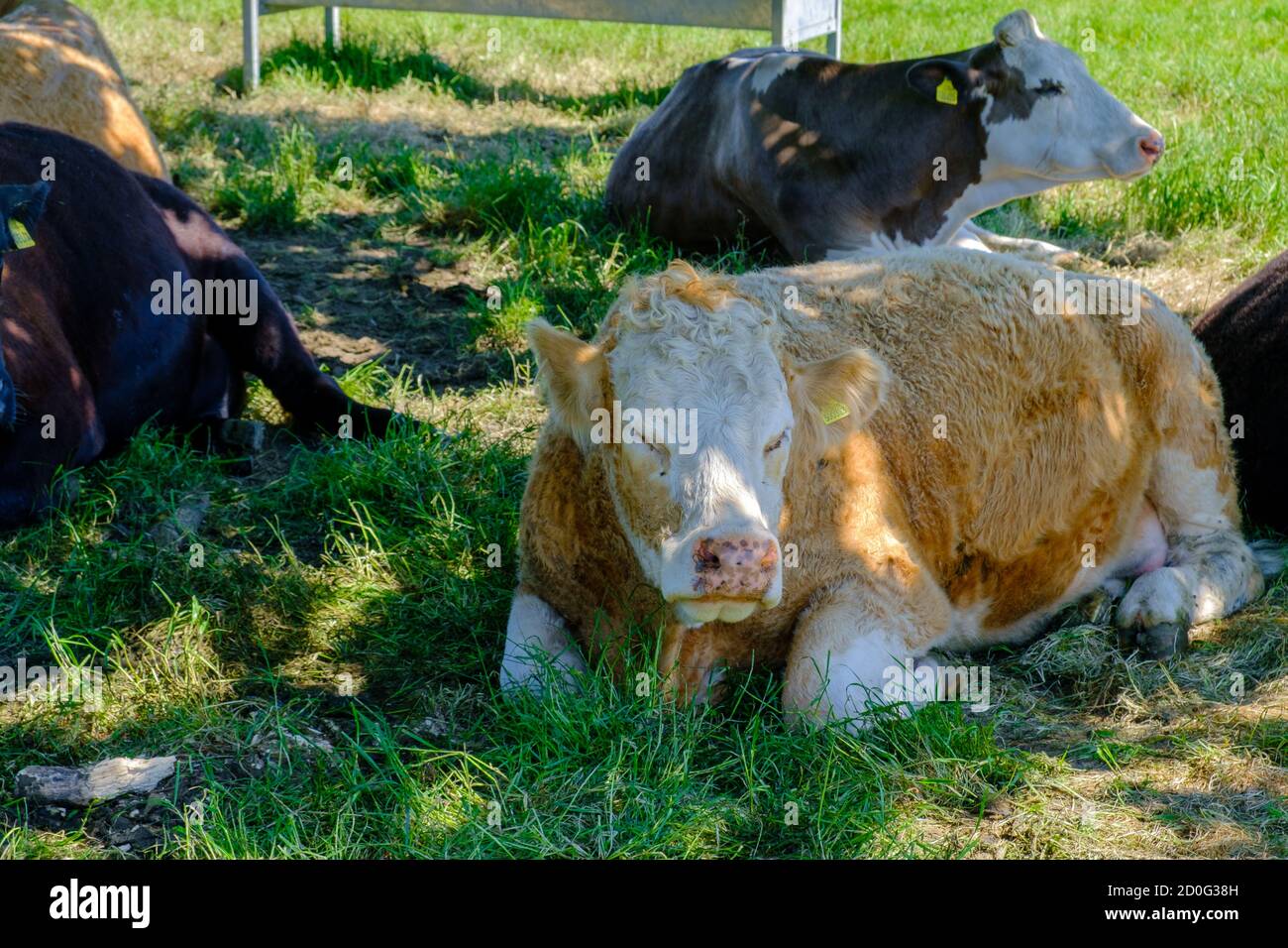 La mucca bianca e marrone si trova sull'erba che riposa all'ombra di un albero vicino ad una mangiatoia in una calda giornata di sole al Pinner Park Farm, Pinner, West London. Foto Stock