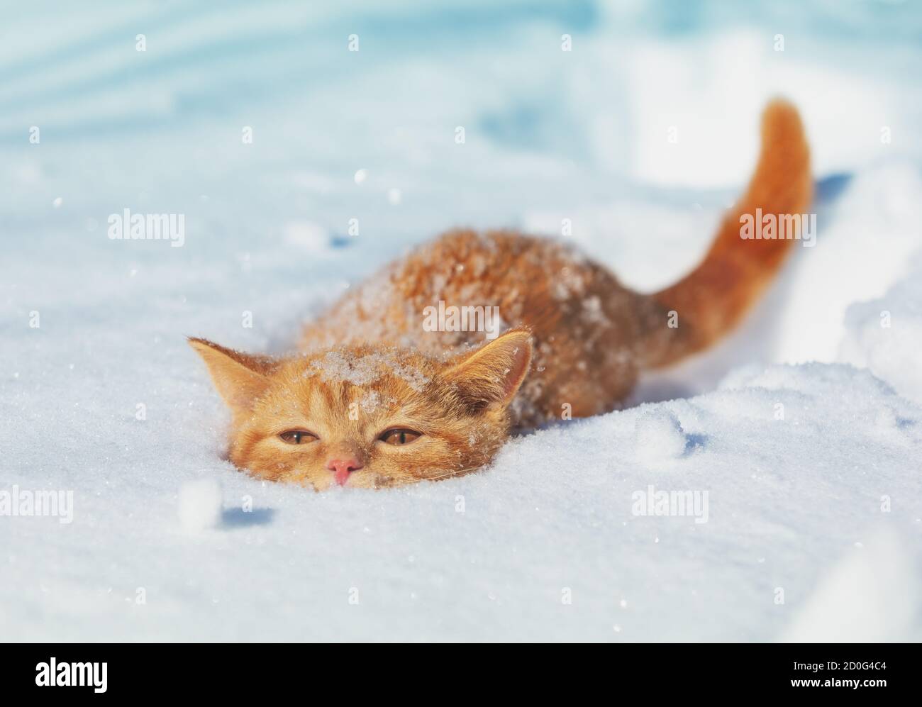Carino gattino rosso nascosto nella neve profonda in inverno Foto Stock