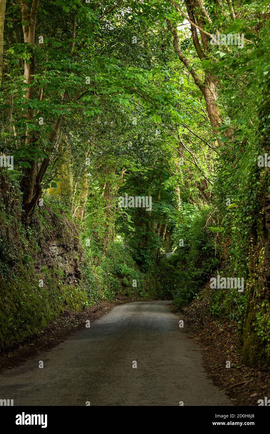 viale alberato che guarda in discesa Foto Stock