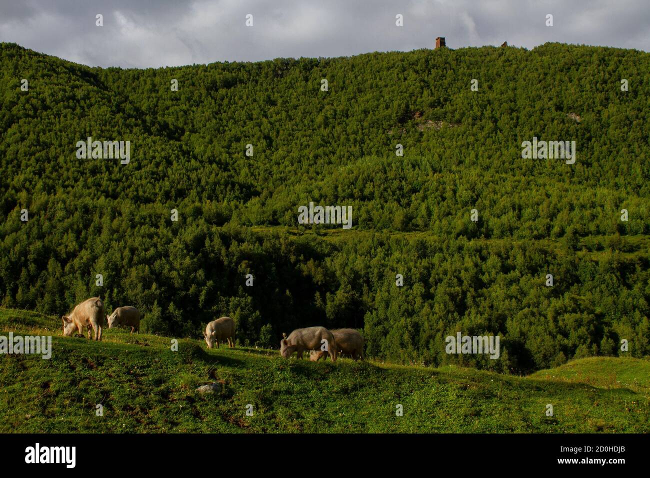 Suini biologici nelle montagne del Caucaso, Svaneti in Georgia Foto Stock