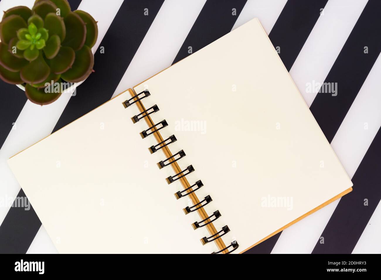 vista dall'alto del notebook vuoto aperto e succulente su sfondo a strisce bianche e nere. Elegante e minimalista Foto Stock