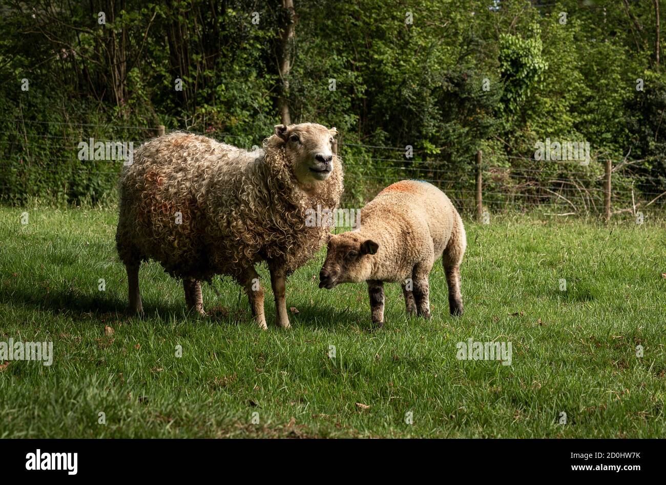 Pecora e agnello su campo di erba Foto Stock