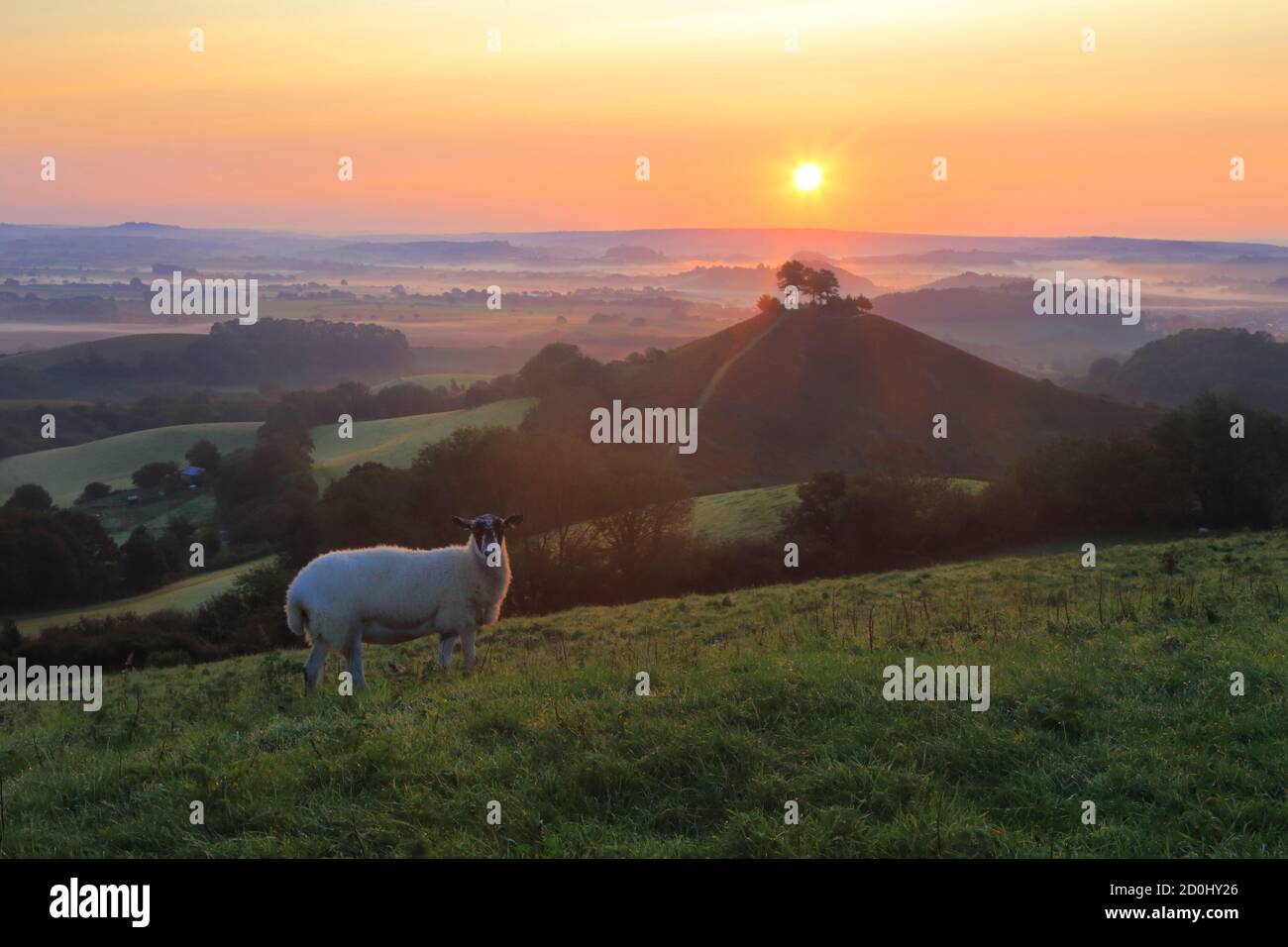 Pecore sul terreno agricolo in Dorset all'alba Foto Stock