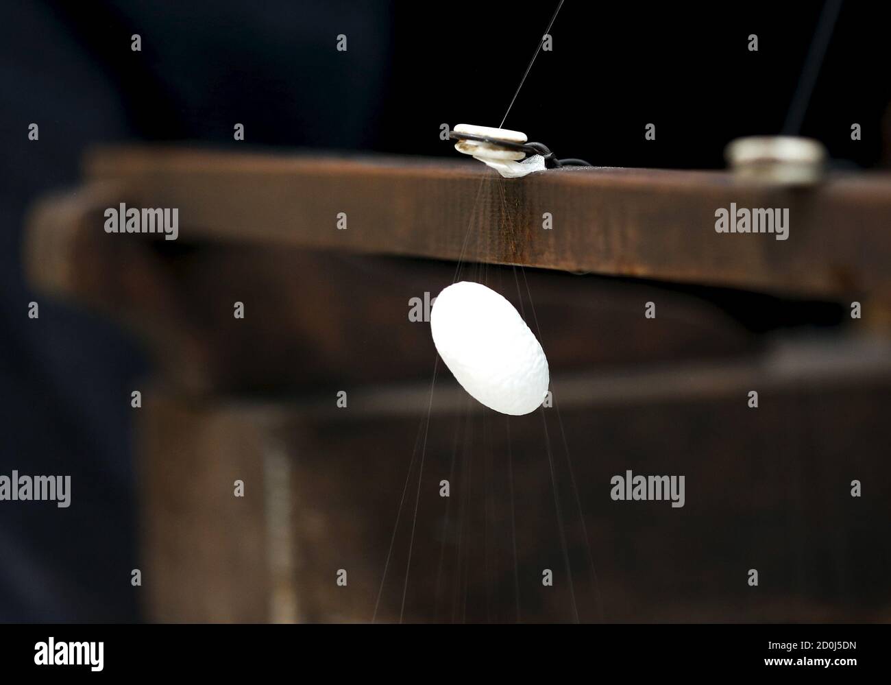 Una Cornice Filma Un Filo Di Seta Da Un Bozzolo Su Un Antico Telaio Della Cooperativa Campoverde Di Castelfranco Veneto 4 Giugno 15 Ammassi Di Bachi Da Seta Si Maccano Su Mucchi