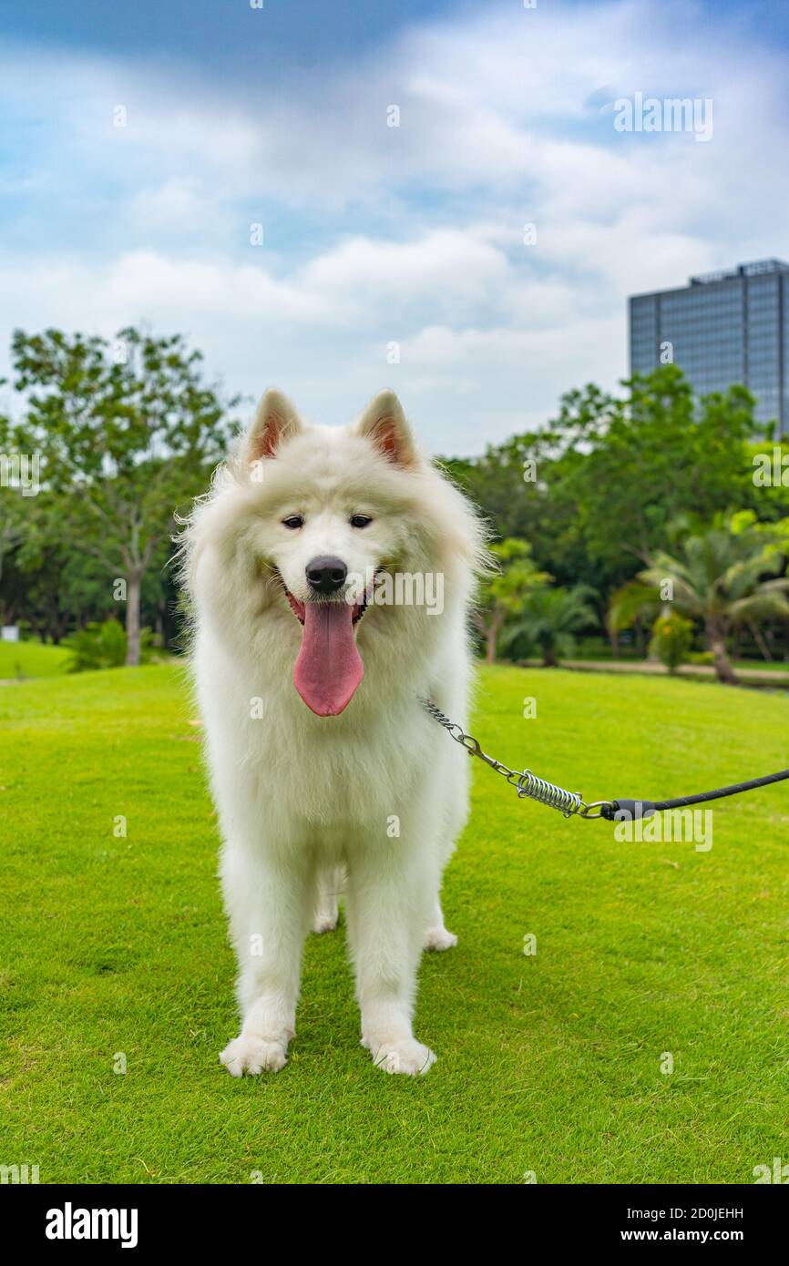 Ritratto verticale del cane sorridente samoyed nel parco Foto Stock