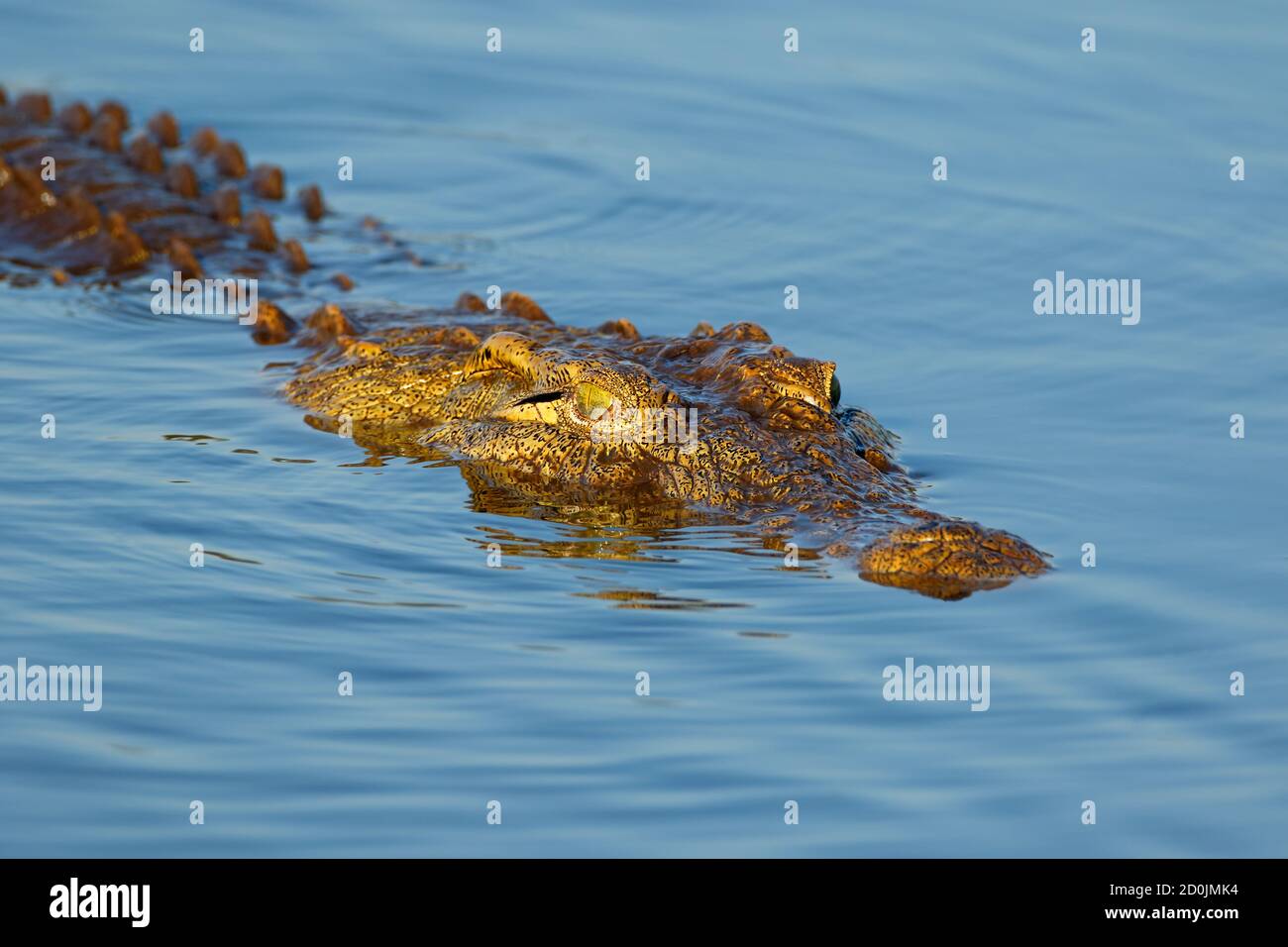 Ritratto di un grande coccodrillo del Nilo (Crocodylus niloticus) in acqua, parco nazionale Kruger, Sud Africa Foto Stock