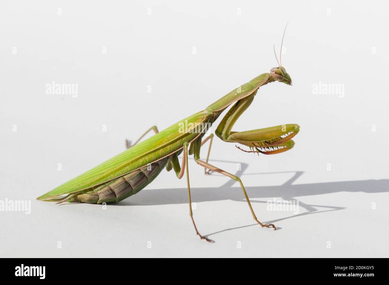 Primo piano di donne che pregano mantis sotto il sole sopra sfondo bianco Foto Stock