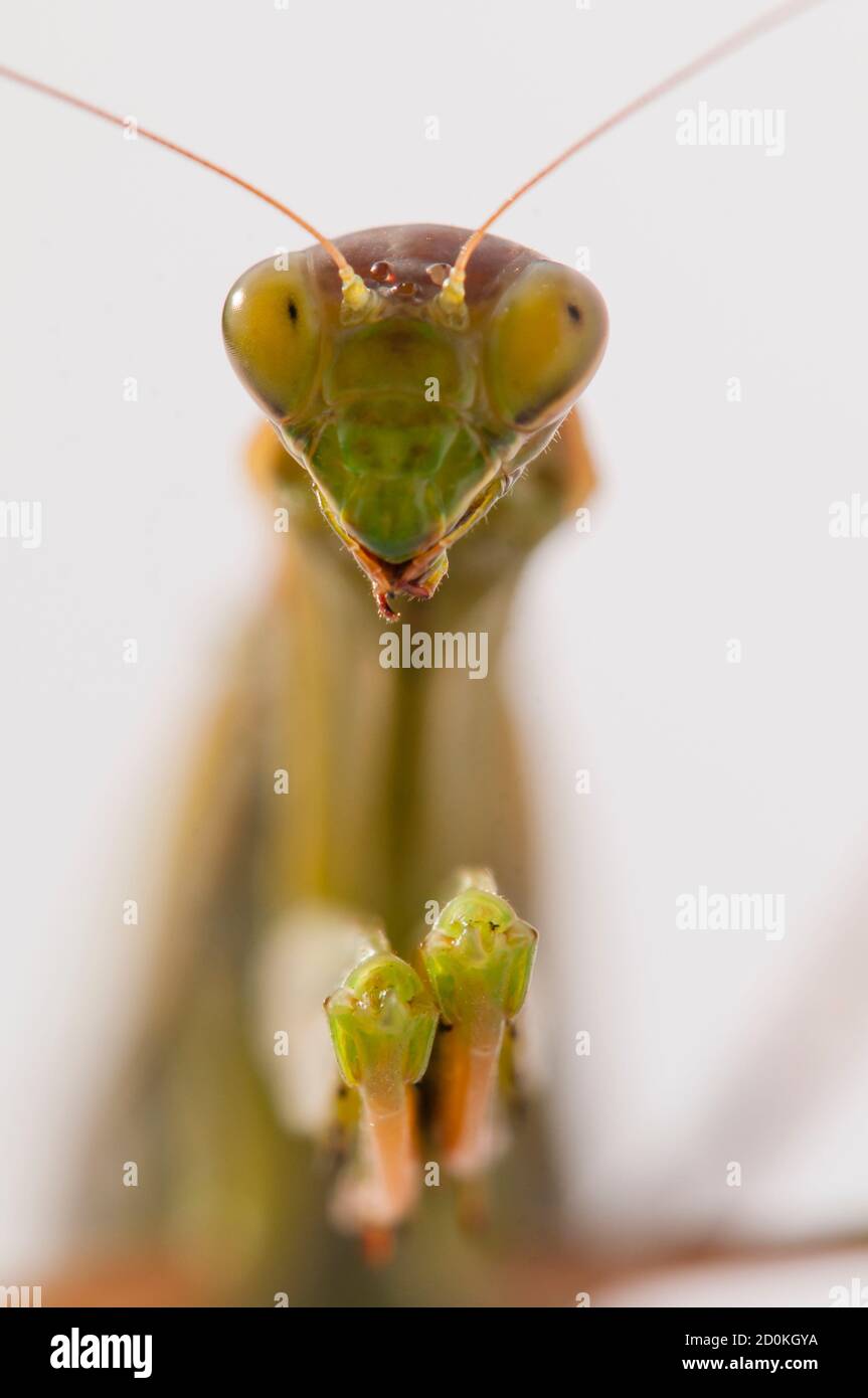 Primo piano di donne che pregano mantis sotto il sole sopra sfondo bianco Foto Stock