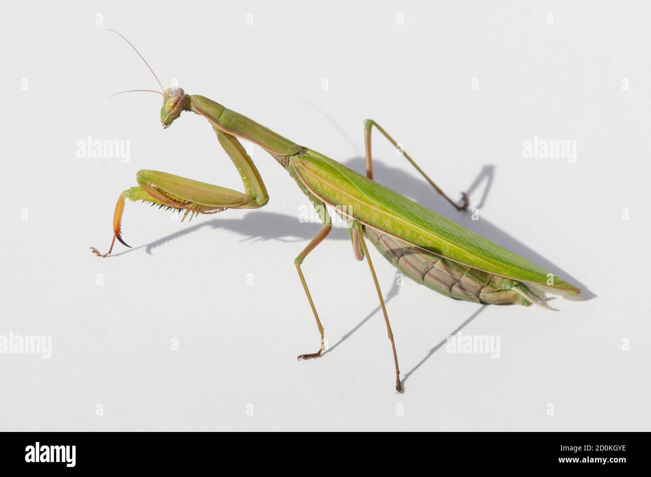 Primo piano di donne che pregano mantis sotto il sole sopra sfondo bianco Foto Stock