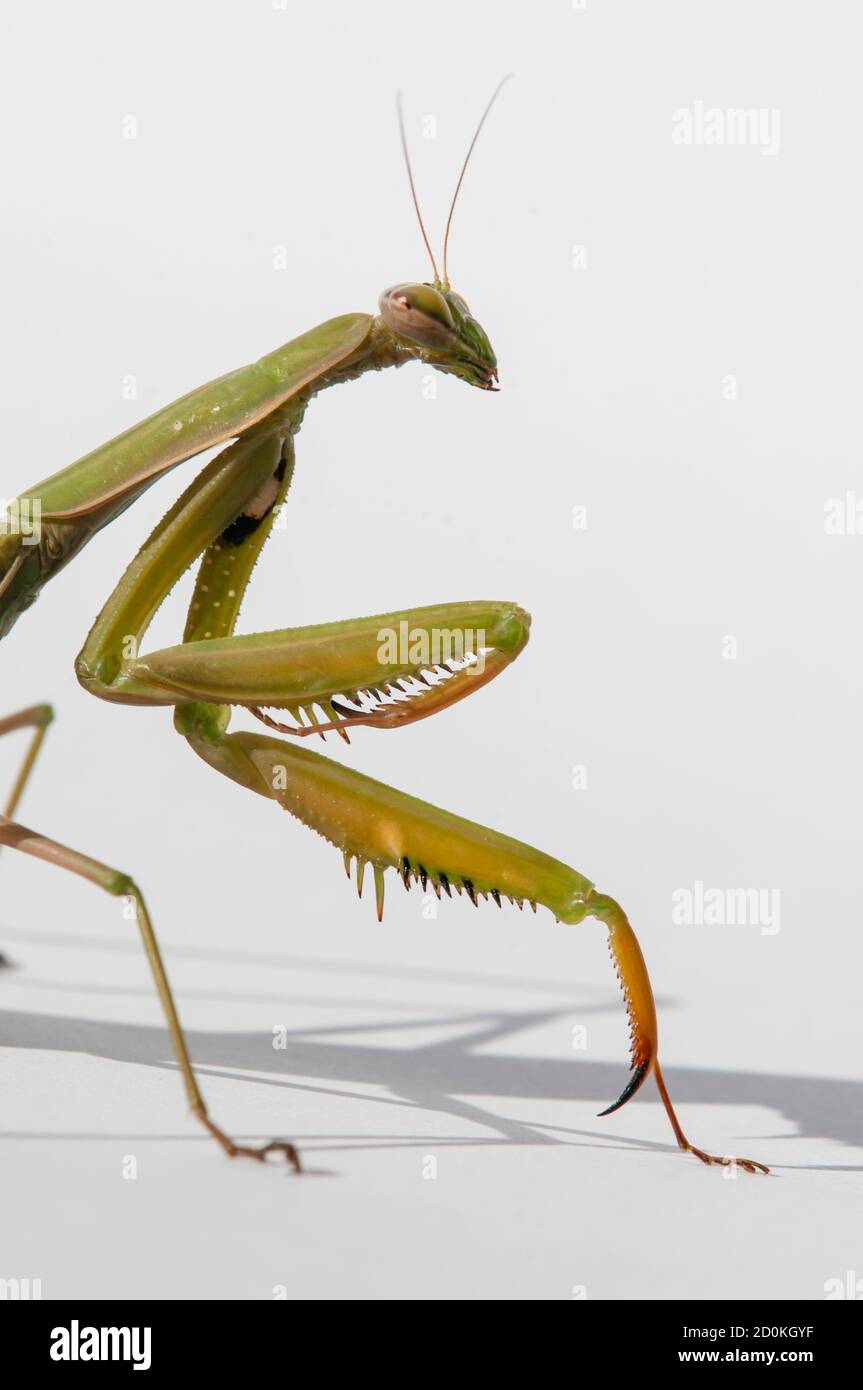 Primo piano di donne che pregano mantis sotto il sole sopra sfondo bianco Foto Stock