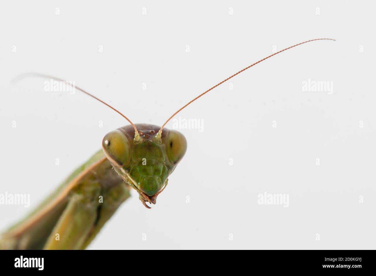 Primo piano di donne che pregano mantis sotto il sole sopra sfondo bianco Foto Stock